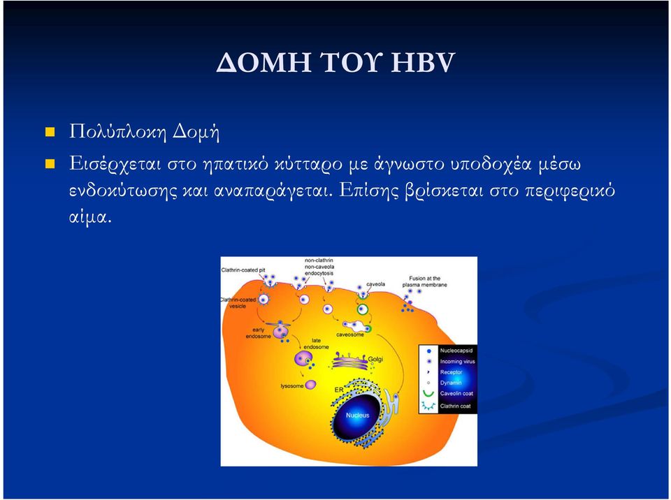 άγνωστο υποδοχέα μέσω ενδοκύτωσης και