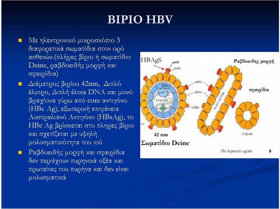 γύρω από core αντιγόνο (HBc Ag), εξωτερική επιφάνεια Αυστραλιανό Αντιγόνο (HBsAg), το HBe Ag βρίσκεται στο πληρες βίριο και σχετίζεται