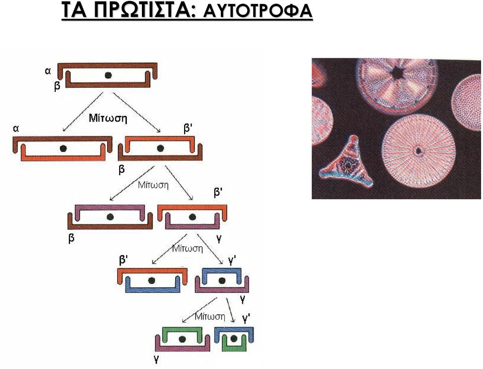 ΑΥΤΟΤΡΟΦΑ