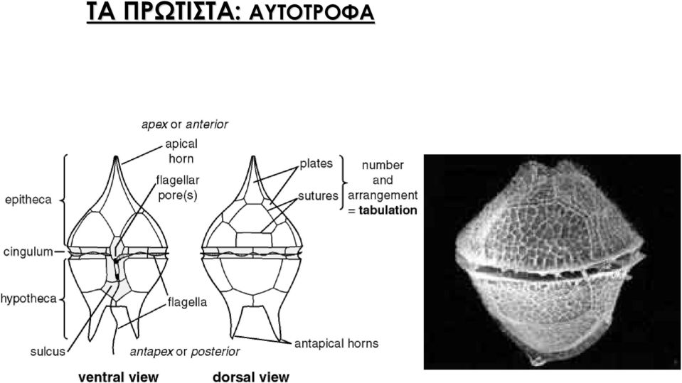 ΑΥΤΟΤΡΟΦΑ