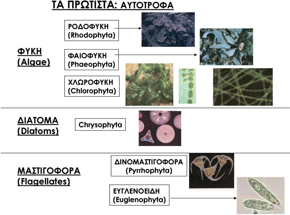 ΔΙΑΤΟΜΑ (Diatoms) Chrysophyta ΜΑΣΤΙΓΟΦΟΡΑ