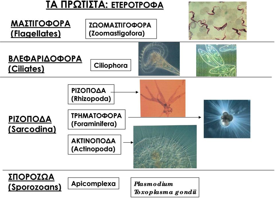 (Rhizopoda) ΡΙΖΟΠΟΔΑ (Sarcodina) ΤΡΗΜΑΤΟΦΟΡΑ (Foraminifera)