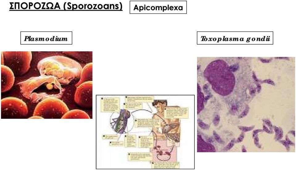 Apicomplexa