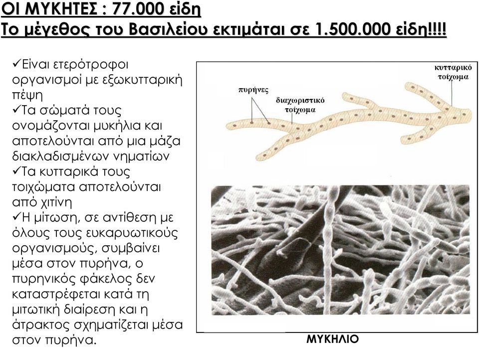 !!! Είναι ετερότροφοι οργανισμοί με εξωκυτταρική πέψη Τα σώματά τους ονομάζονται μυκήλια και αποτελούνται από μια μάζα