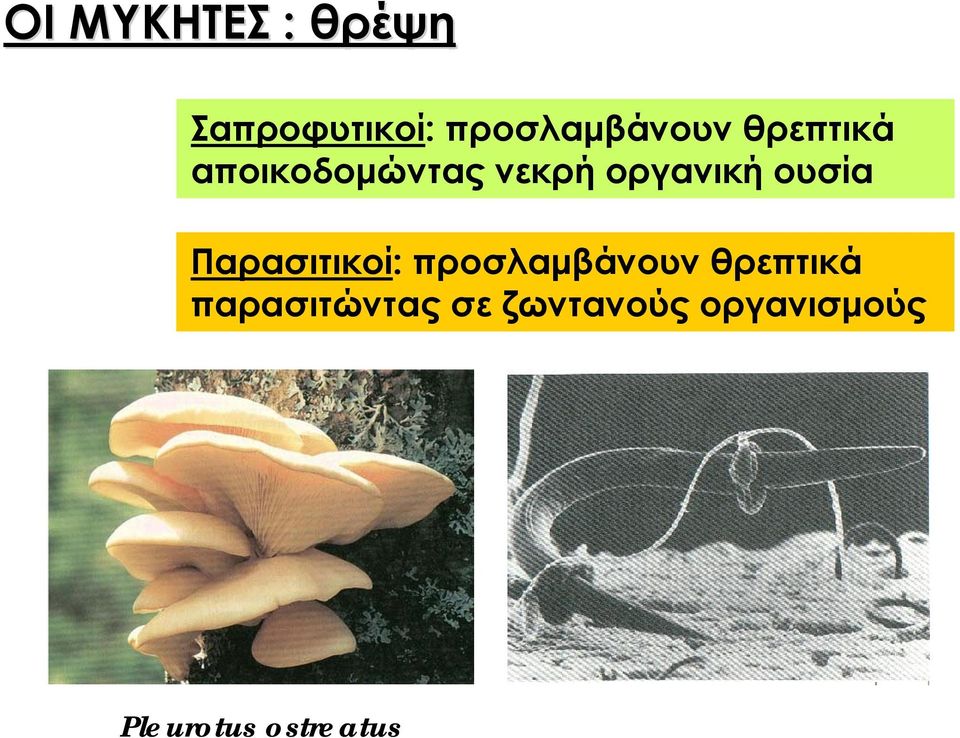 Παρασιτικοί: προσλαμβάνουν θρεπτικά