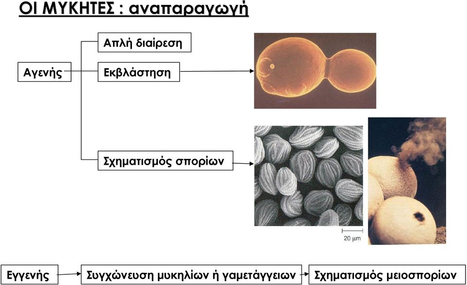 Σχηματισμός σπορίων Εγγενής