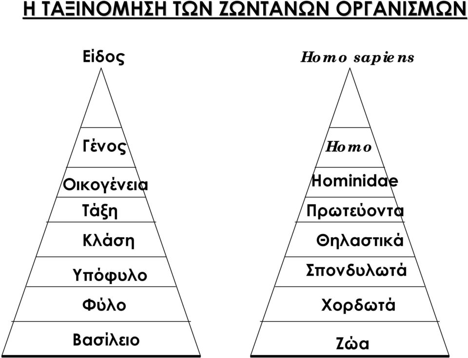 Κλάση Υπόφυλο Φύλο Βασίλειο Homo