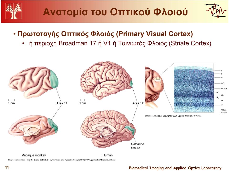 Visual Cortex) ή περιοχή Broadman