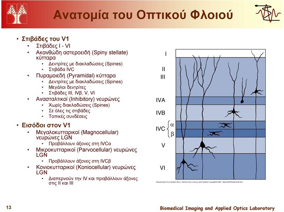 διακλαδώσεις (Spines) Σε όλες τις στιβάδες Τοπικές συνδέσεις Εισόδοι στον V1 Μεγαλοκυτταρικοί (Magnocellular) νευρώνες LGN Προβάλλουν άξονες στη IVCα