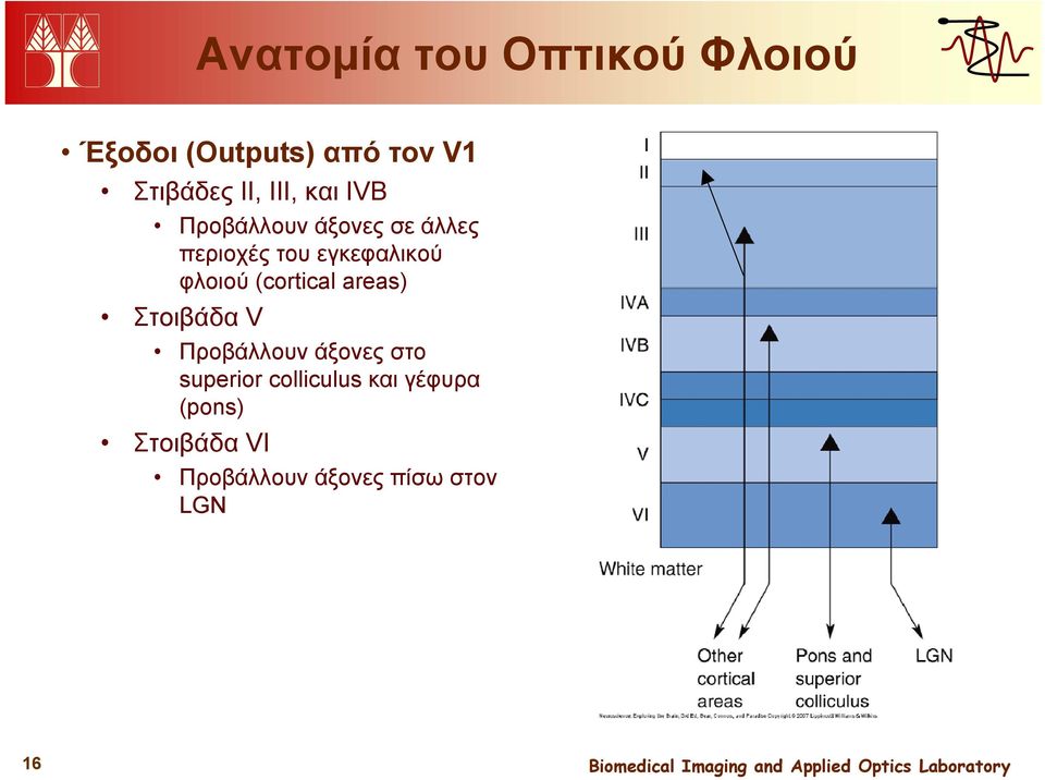 φλοιού (cortical areas) Στοιβάδα V Προβάλλουν άξονες στο superior