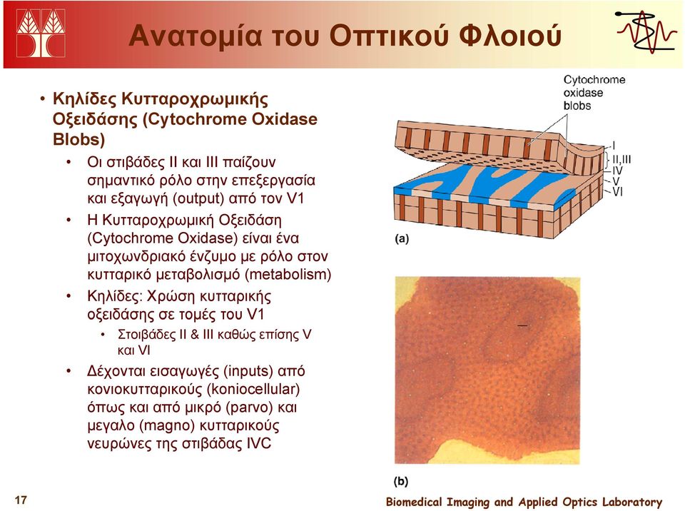 στον κυτταρικό μεταβολισμό (metabolism) Κηλίδες: Χρώση κυτταρικής οξειδάσης σε τομές του V1 Στοιβάδες II & III καθώς επίσης V και VI