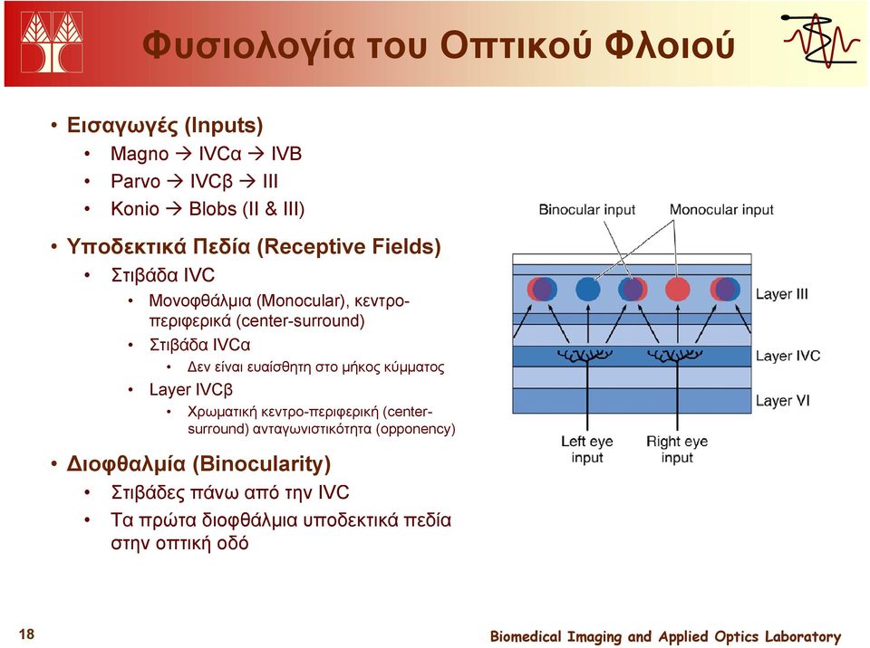 Δεν είναι ευαίσθητη στο μήκος κύμματος Layer IVCβ Χρωματική κεντρο-περιφερική (centersurround) ανταγωνιστικότητα