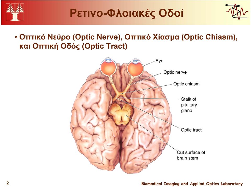 Χίασμα (Optic Chiasm), και