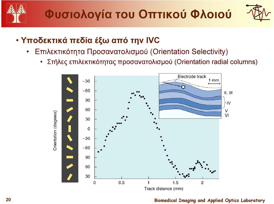 (Orientation Selectivity) Στήλες