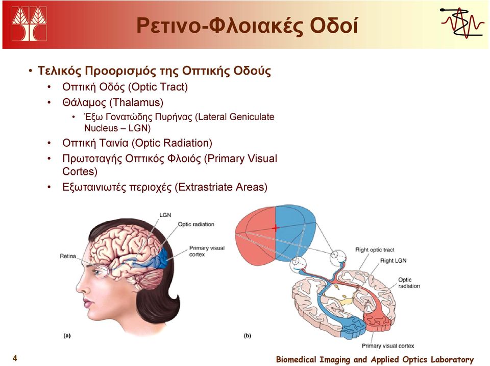 Geniculate Nucleus LGN) Οπτική Ταινία (Optic Radiation) Πρωτοταγής