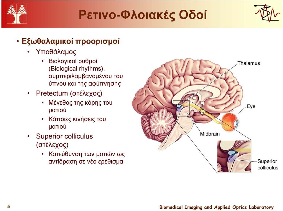 Pretectum (στέλεχος) Μέγεθος της κόρης του ματιού Κάποιες κινήσεις του ματιού