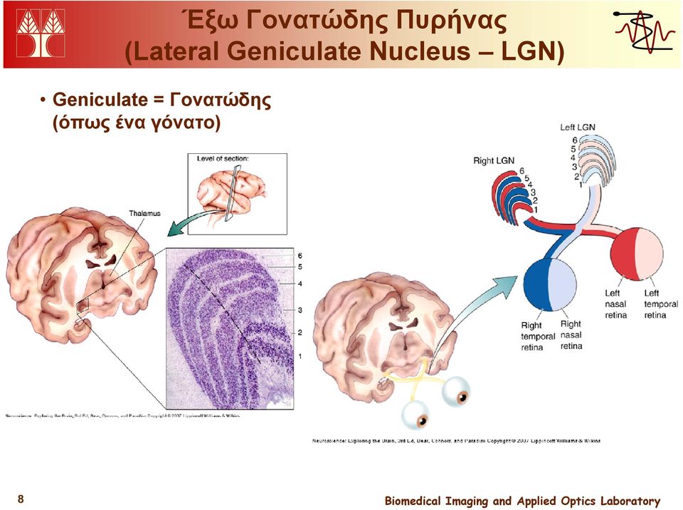 Nucleus LGN)) Geniculate