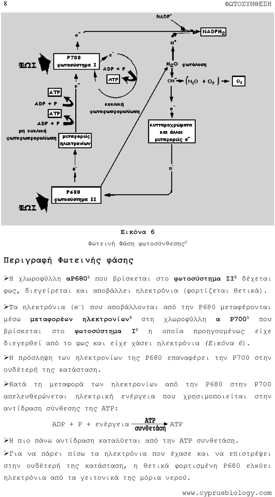 (Εικόνα 6). Η πρόσληψη των ηλεκτρονίων Ρ680 επαναφέρει Ρ700 σ ουδέτερή κατάσταση.