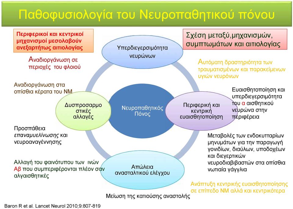 Περιφερική και κεντρική ευαισθητοποίηση Προσπάθεια επαναμυελίνωσης και νευροαναγέννησης Αλλαγή του φαινότυπου των ινών Αβ που συμπεριφέρονται πλέον σαν αλγαισθητικές Απώλεια ανασταλτικού ελέγχου