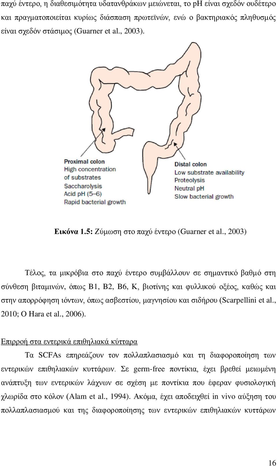 , 2003) Τέλος, τα μικρόβια στο παχύ έντερο συμβάλλουν σε σημαντικό βαθμό στη σύνθεση βιταμινών, όπως B1, B2, B6, Κ, βιοτίνης και φυλλικού οξέος, καθώς και στην απορρόφηση ιόντων, όπως ασβεστίου,