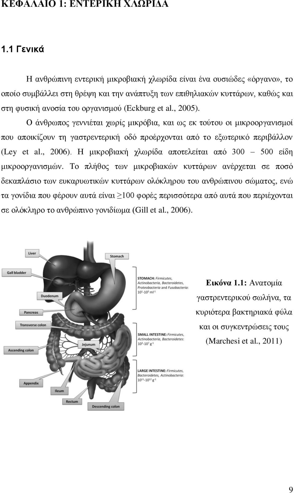 (Eckburg et al., 2005). Ο άνθρωπος γεννιέται χωρίς μικρόβια, και ως εκ τούτου οι μικροοργανισμοί που αποικίζουν τη γαστρεντερική οδό προέρχονται από το εξωτερικό περιβάλλον (Ley et al., 2006).