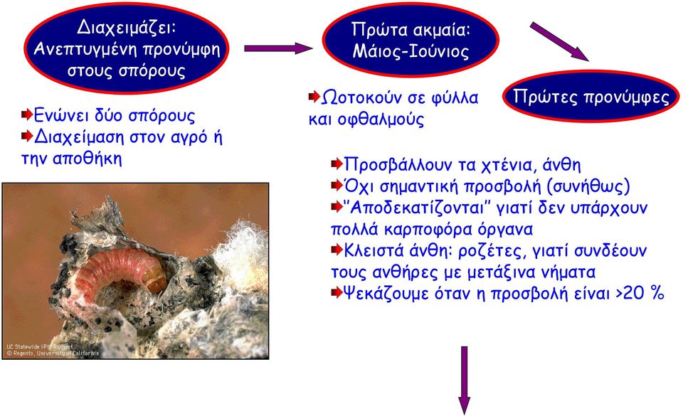 άνθη Όχι σημαντική προσβολή (συνήθως) Αποδεκατίζονται γιατί δεν υπάρχουν πολλά καρποφόρα όργανα