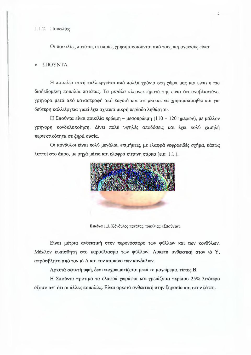 Τα μεγάλα πλεονεκτήματά της είναι ότι αναβλαστάνει γρήγορα μετά από καταστροφή από παγετό και ότι μπορεί να χρησιμοποιηθεί και για δεύτερη καλλιέργεια γιατί έχει σχετικά μικρή περίοδο ληθάργου.
