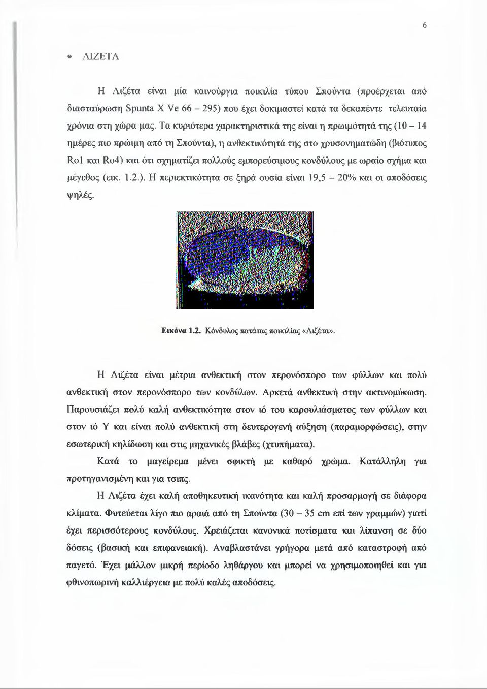 κονδύλους με ωραίο σχήμα και μέγεθος (εικ. 1.2.). Η περιεκτικότητα σε ξηρά ουσία είναι 19,5-20% και οι αποδόσεις ψηλές. Εικόνα 1.2. Κόνδυλος πατάτας ποικιλίας «Λιζέτα».