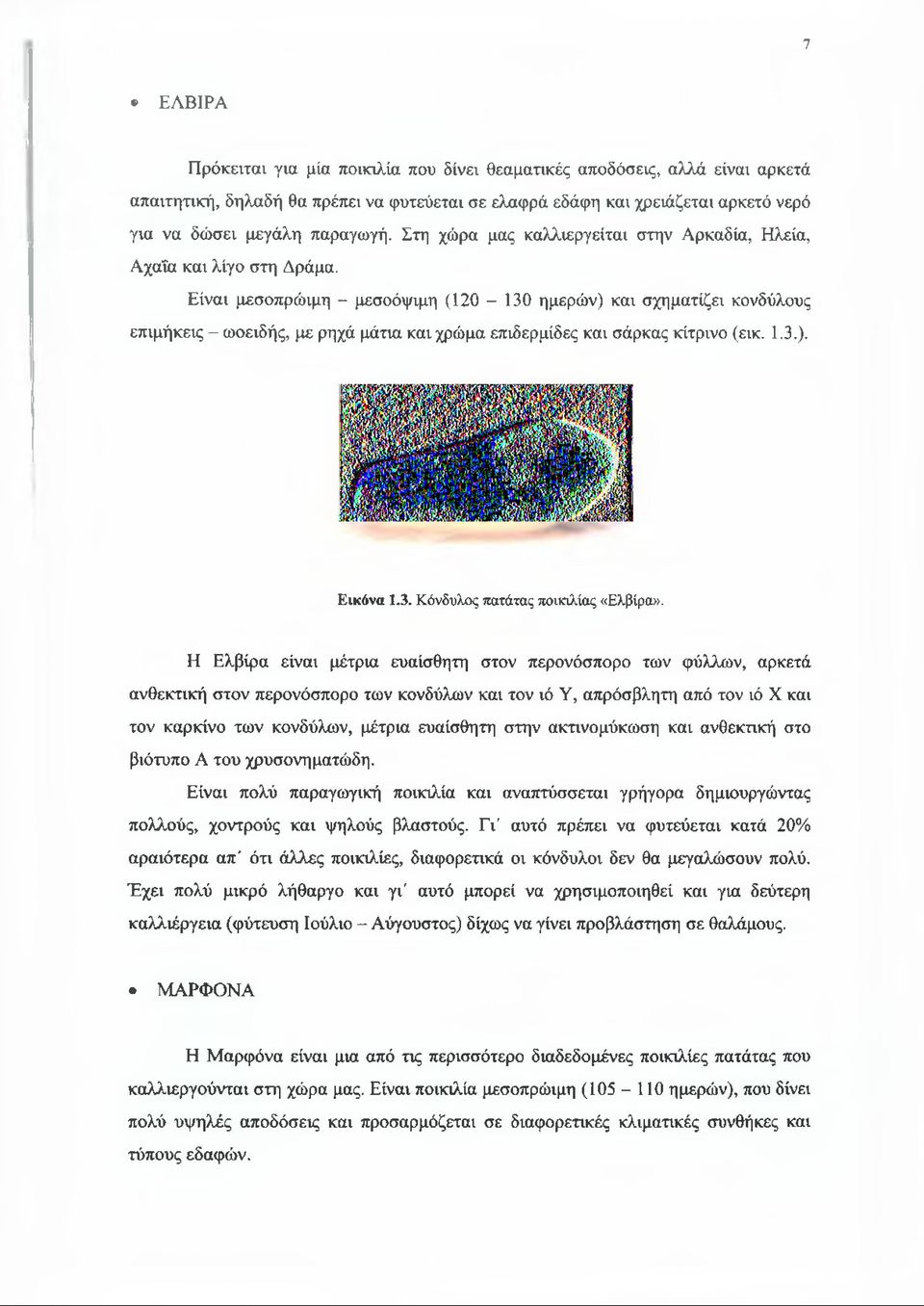 Είναι μεσοπρώιμη - μεσοόψιμη (120-130 ημερών) και σχηματίζει κονδύλους επιμήκεις - ωοειδής, με ρηχά μάτια και χρώμα επιδερμίδες και σάρκας κίτρινο (εικ. 1.3.). Εικόνα 1.3. Κόνδυλος πατάτας ποικιλίας «Ελβίρα».