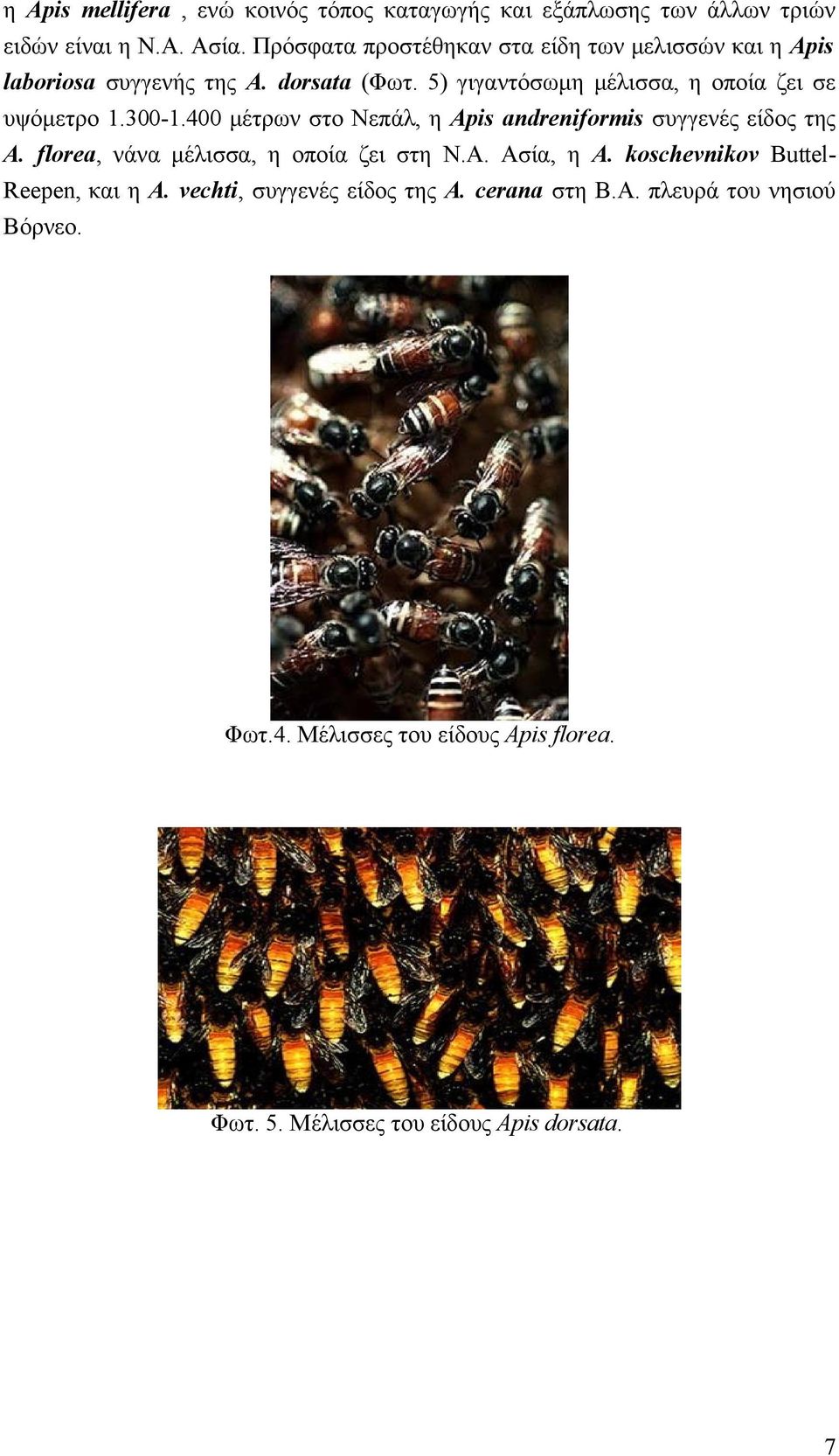 5) γιγαντόσωμη μέλισσα, η οποία ζει σε υψόμετρο 1.300-1.400 μέτρων στο Νεπάλ, η Apis andreniformis συγγενές είδος της A.