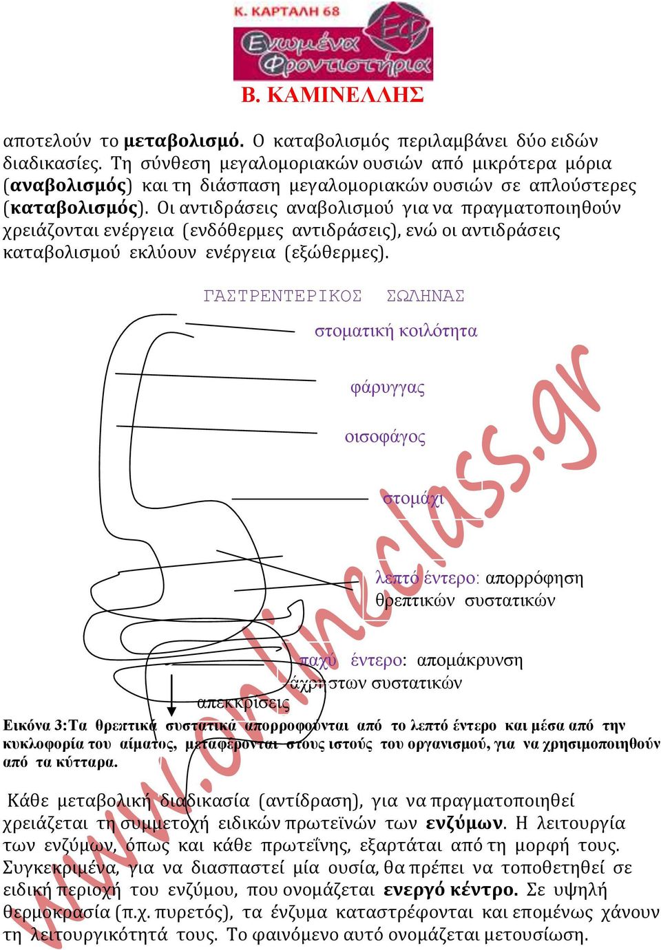 Οι αντιδράσεις αναβολισμού για να πραγματοποιηθούν χρειάζονται ενέργεια (ενδόθερμες αντιδράσεις), ενώ οι αντιδράσεις καταβολισμού εκλύουν ενέργεια (εξώθερμες).