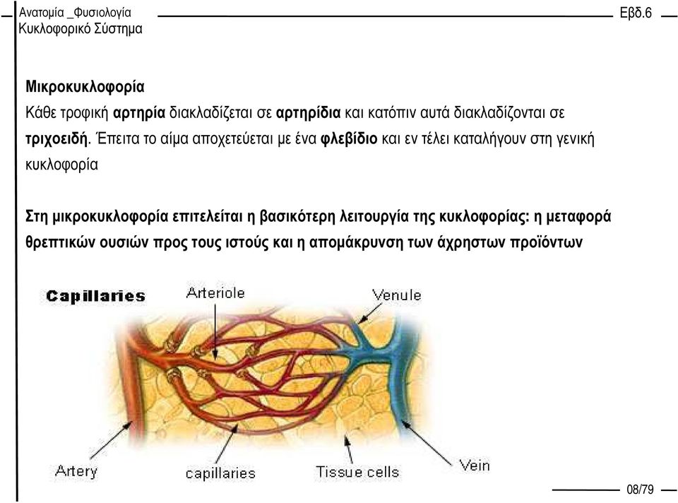 Έπειτα το αίµα αποχετεύεται µε ένα φλεβίδιο και εν τέλει καταλήγουν στη γενική κυκλοφορία