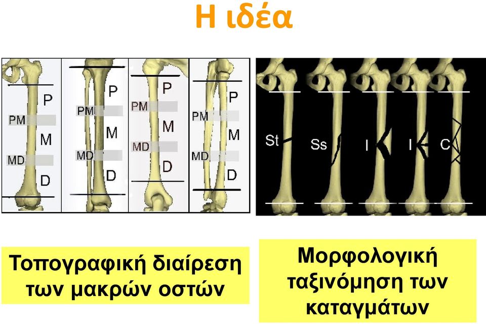 οστών Μορφολογική