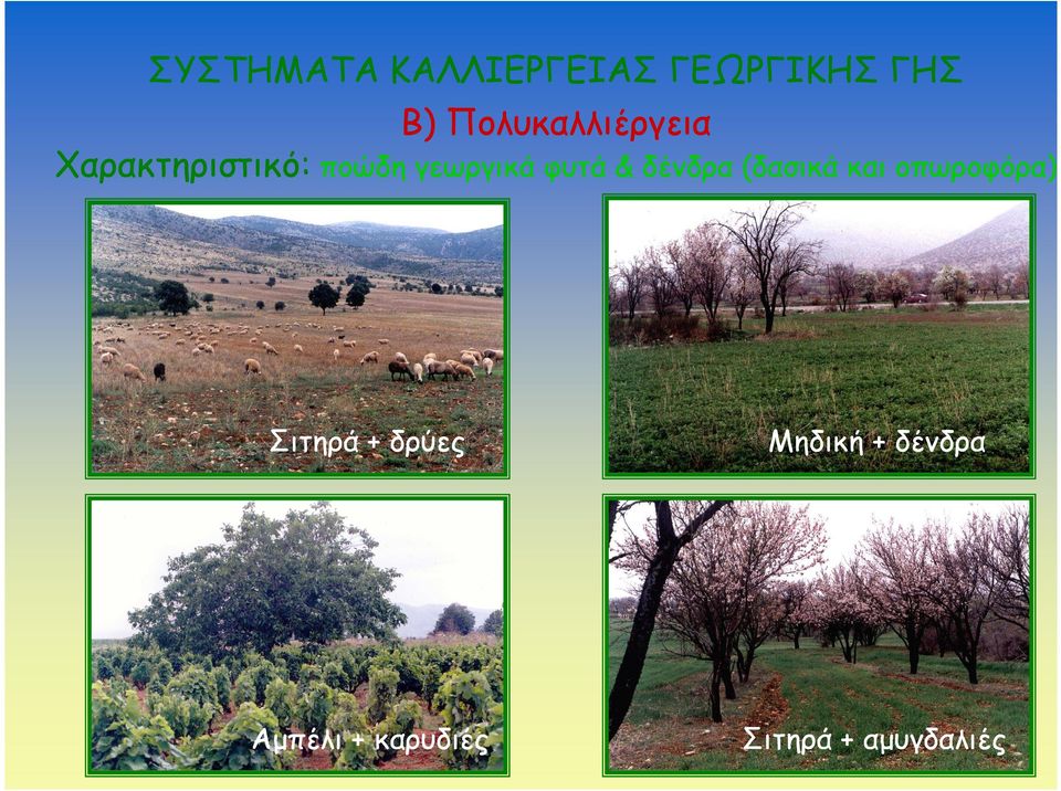 φυτά & δένδρα (δασικά και οπωροφόρα) Σιτηρά +