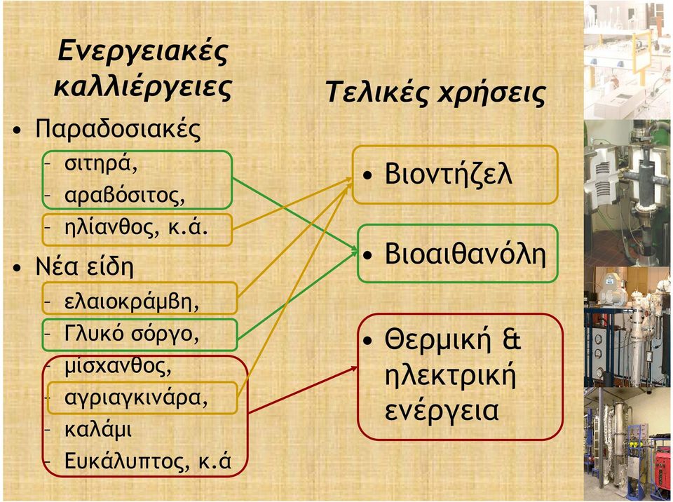 Νέα είδη ελαιοκράµβη, Γλυκό σόργο, µίσχανθος,