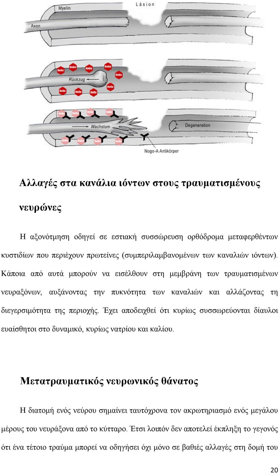 Έχει αποδειχθεί ότι κυρίως συσσωρεύονται δίαυλοι ευαίσθητοι στο δυναμικό, κυρίως νατρίου και καλίου.