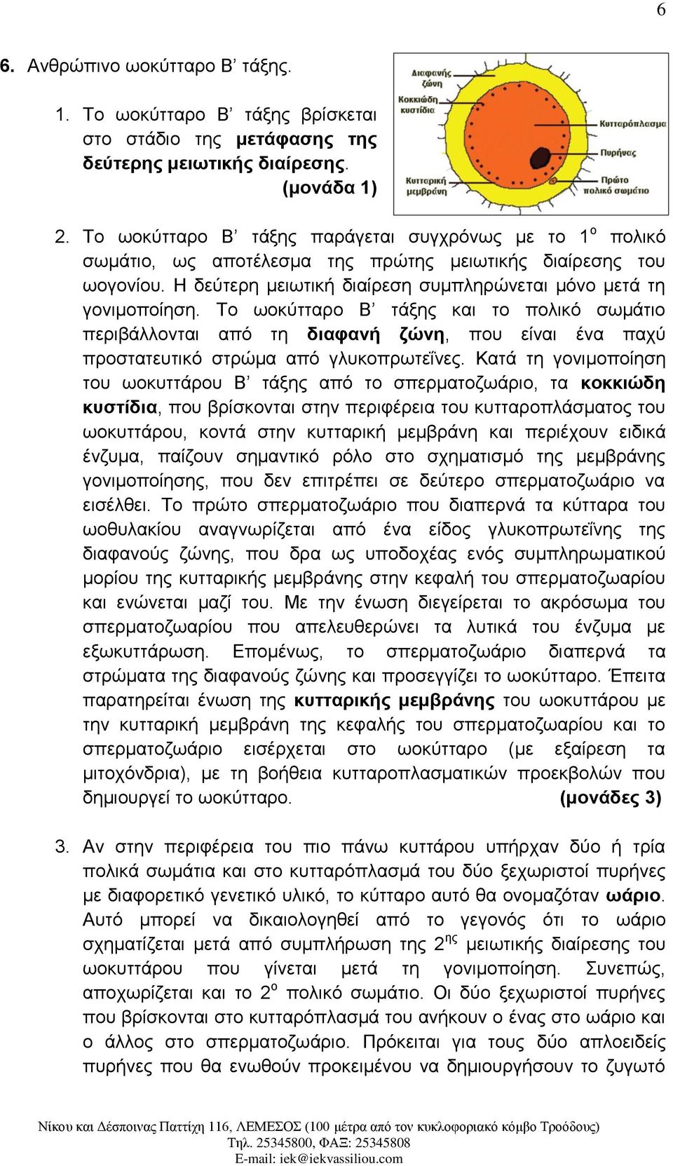 Το ωοκύτταρο Β τάξης και το πολικό σωμάτιο περιβάλλονται από τη διαφανή ζώνη, που είναι ένα παχύ προστατευτικό στρώμα από γλυκοπρωτεΐνες.