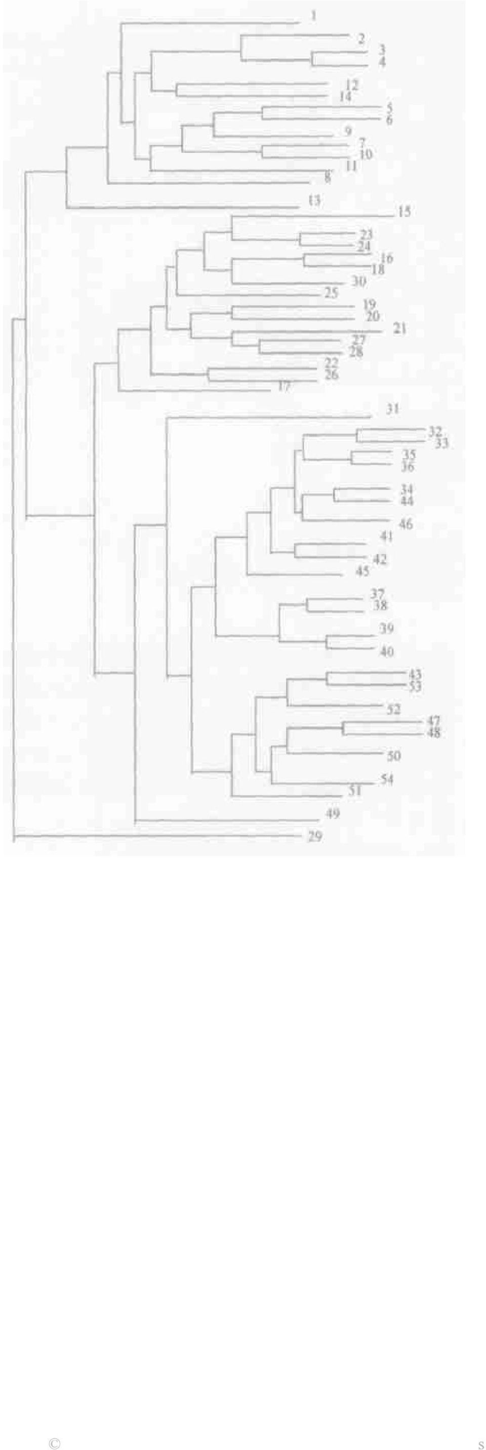 3 UPGMA cluster dendrogram from individual plant in sample plot of Davidia involucrata