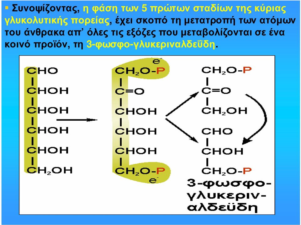 µετατροπή των ατόµων του άνθρακα απ όλες τις εξόζες