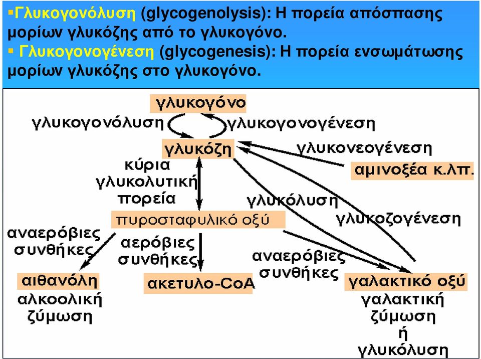 γλυκoγόvo.