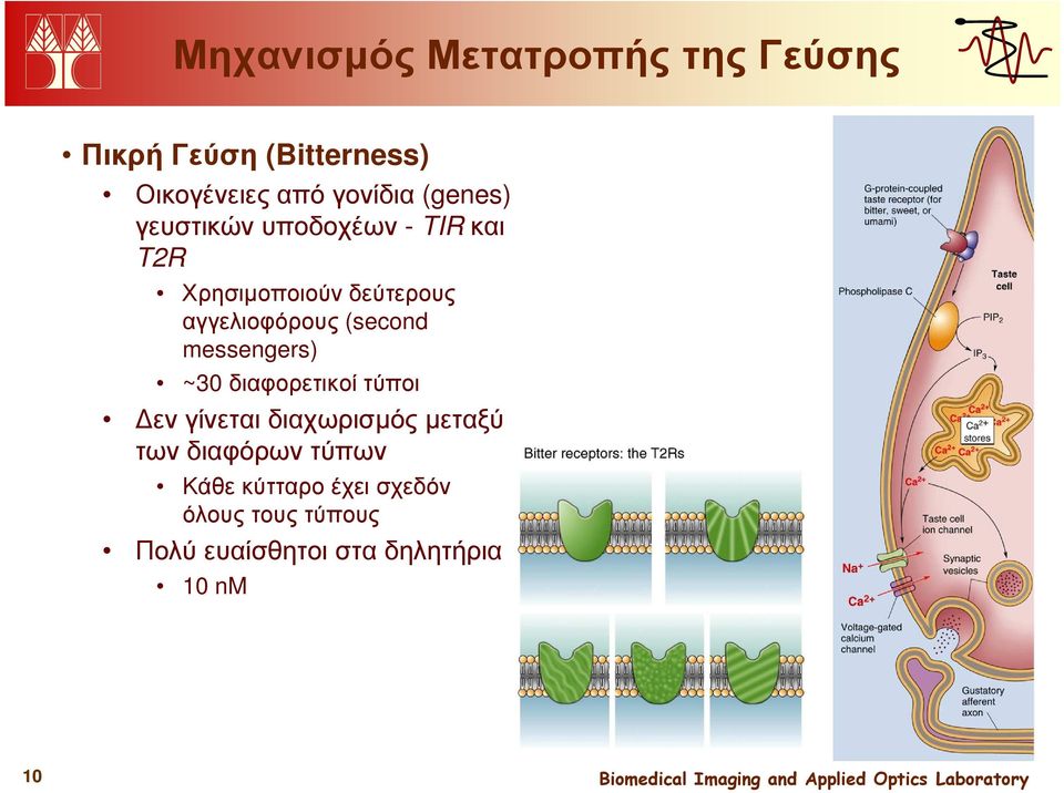 (second messengers) ~30 διαφορετικοί τύποι εν γίνεται διαχωρισµός µεταξύ των
