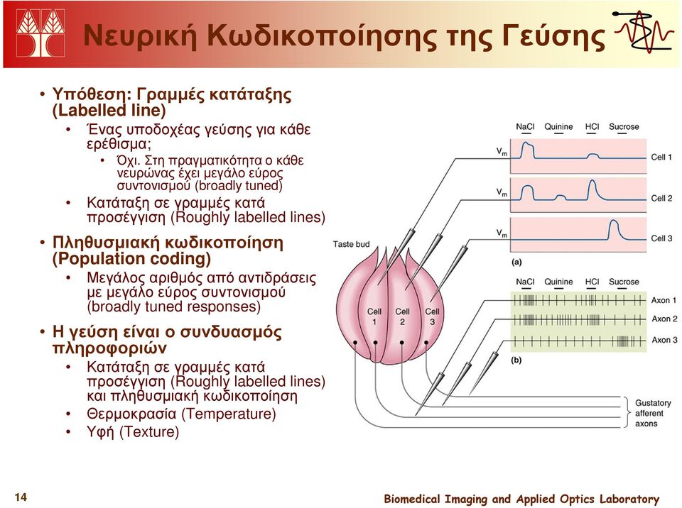 Πληθυσµιακή κωδικοποίηση (Population coding) Μεγάλος αριθµός από αντιδράσεις µε µεγάλο εύρος συντονισµού (broadly tuned responses) Η γεύση