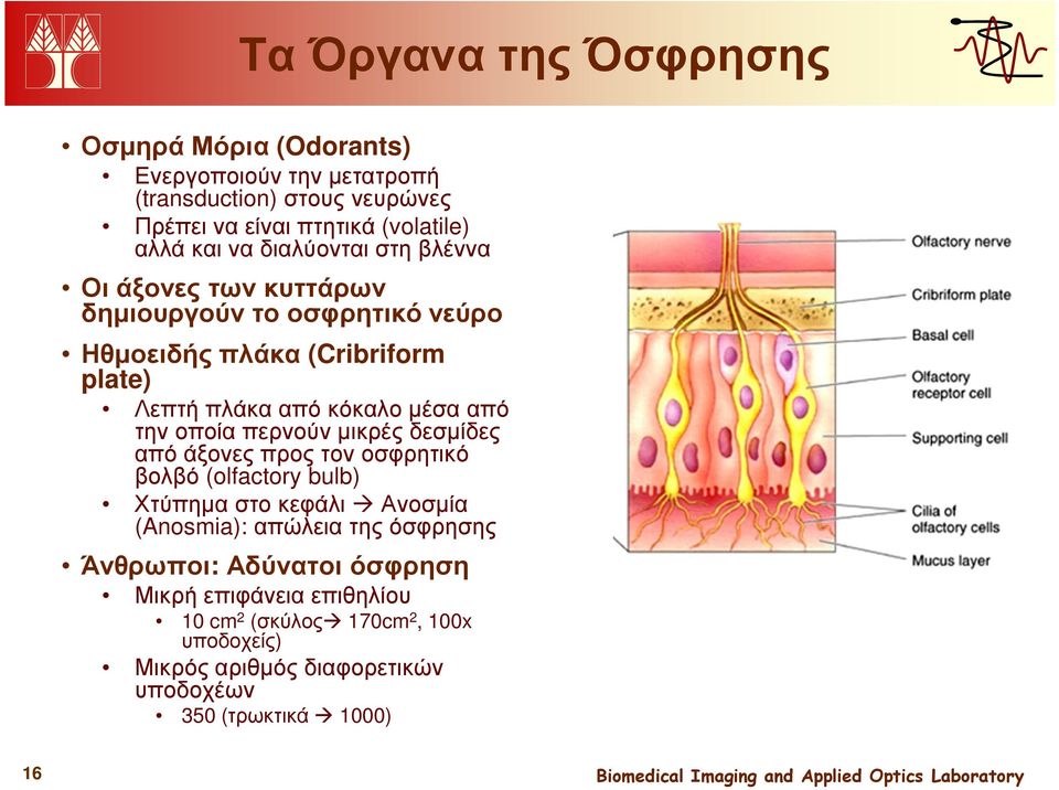 την οποία περνούν µικρές δεσµίδες από άξονες προς τον οσφρητικό βολβό (olfactory bulb) Χτύπηµα στο κεφάλι Ανοσµία (Anosmia): απώλεια της όσφρησης