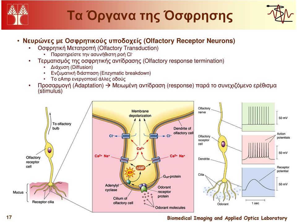 (Olfactory response termination) ιάχυση (Diffusion) Ενζυµατική διάσπαση (Enzymatic breakdown) Το camp