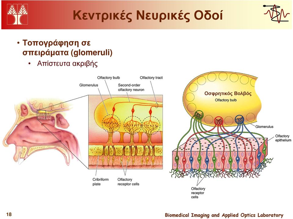 σπειράµατα (glomeruli)