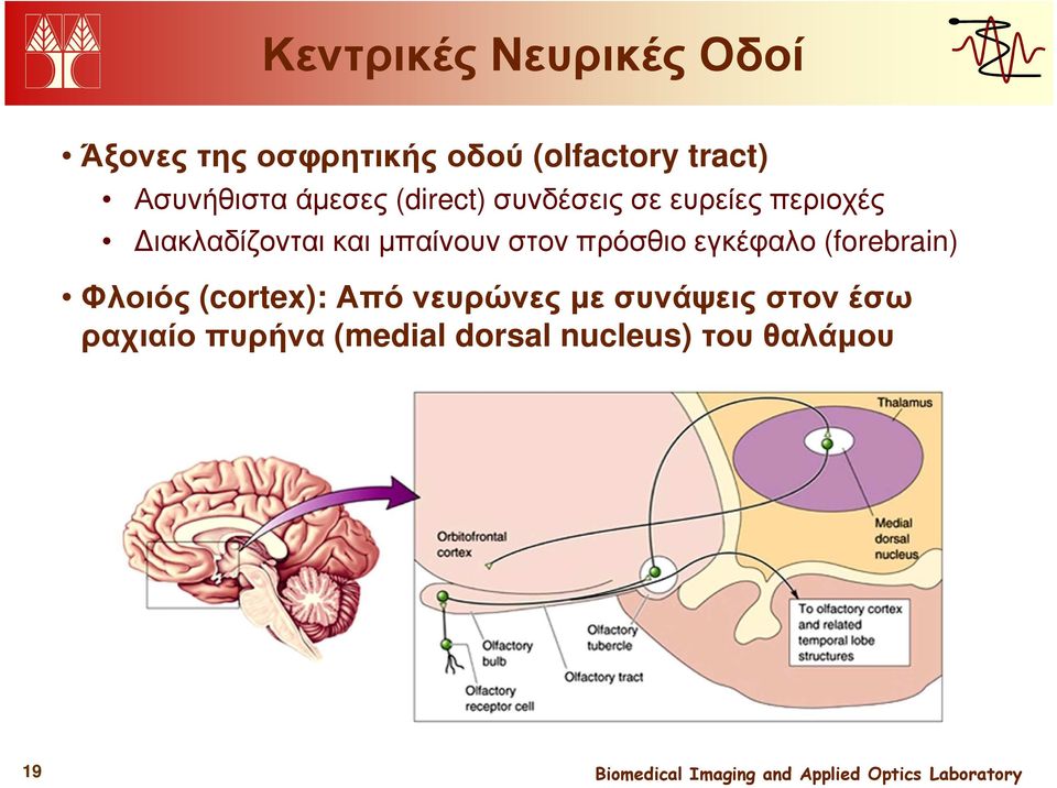 και µπαίνουν στον πρόσθιο εγκέφαλο (forebrain) Φλοιός (cortex): Από