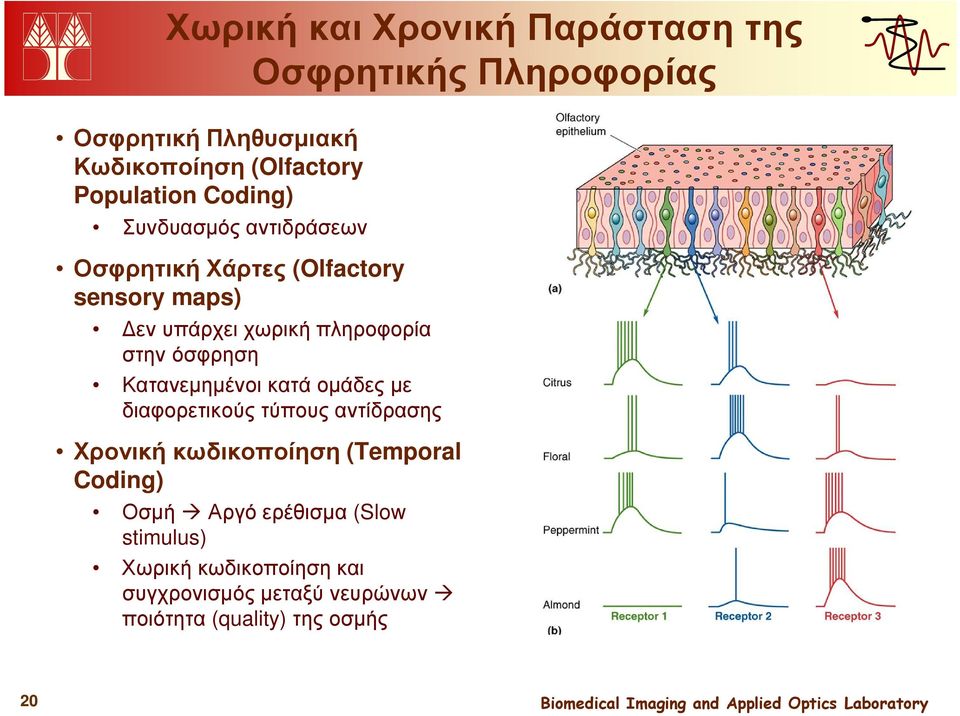 πληροφορία στην όσφρηση Κατανεµηµένοι κατά οµάδες µε διαφορετικούς τύπους αντίδρασης Χρονική κωδικοποίηση