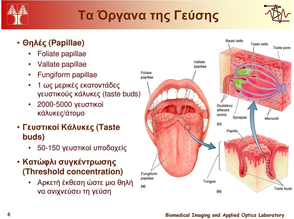 κάλυκες/άτοµο Γευστικοί Κάλυκες (Taste buds) 50-150 γευστικοί υποδοχείς Κατώφλι