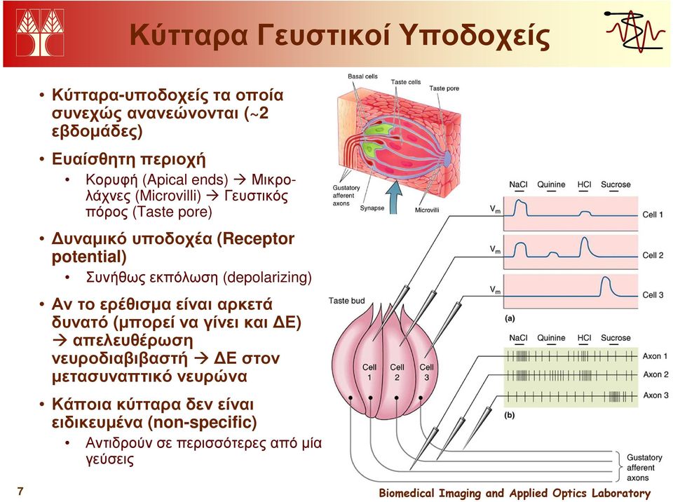 εκπόλωση (depolarizing) Αν το ερέθισµα είναι αρκετά δυνατό (µπορεί να γίνει και Ε) απελευθέρωση νευροδιαβιβαστή Ε