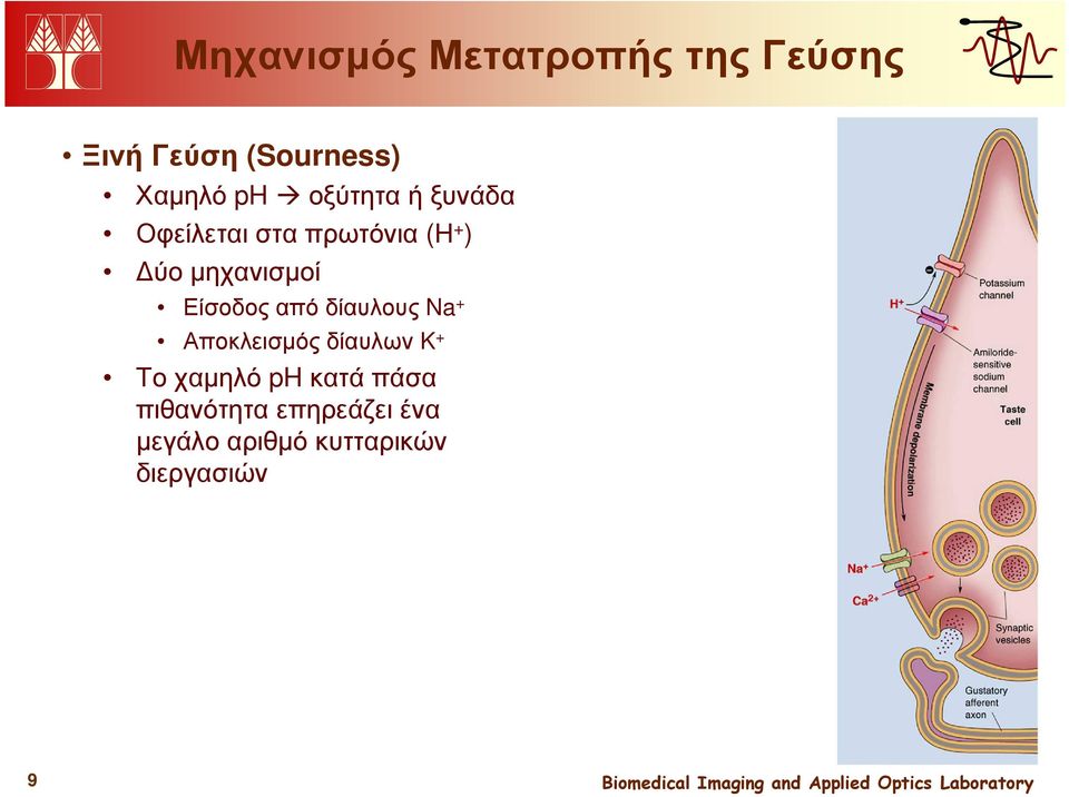 Είσοδος από δίαυλους Na + Αποκλεισµός δίαυλων K + Το χαµηλό ph